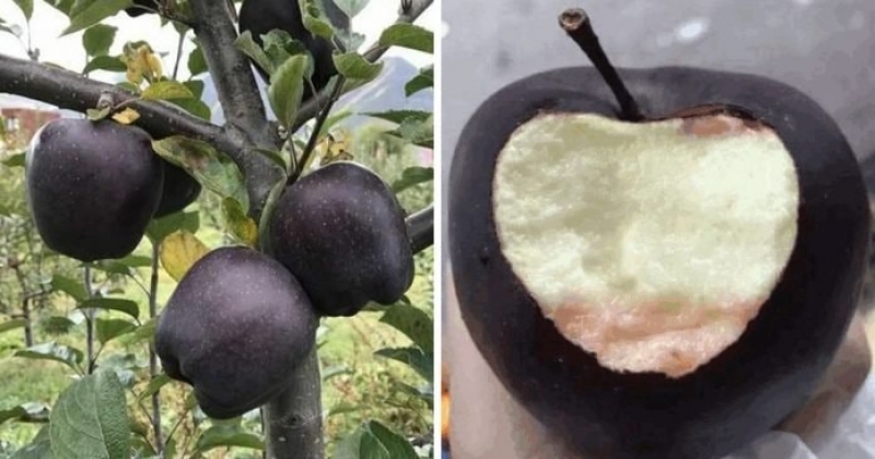 แอปเปิ้ลดำ สายพันธุ์ Black Diamond