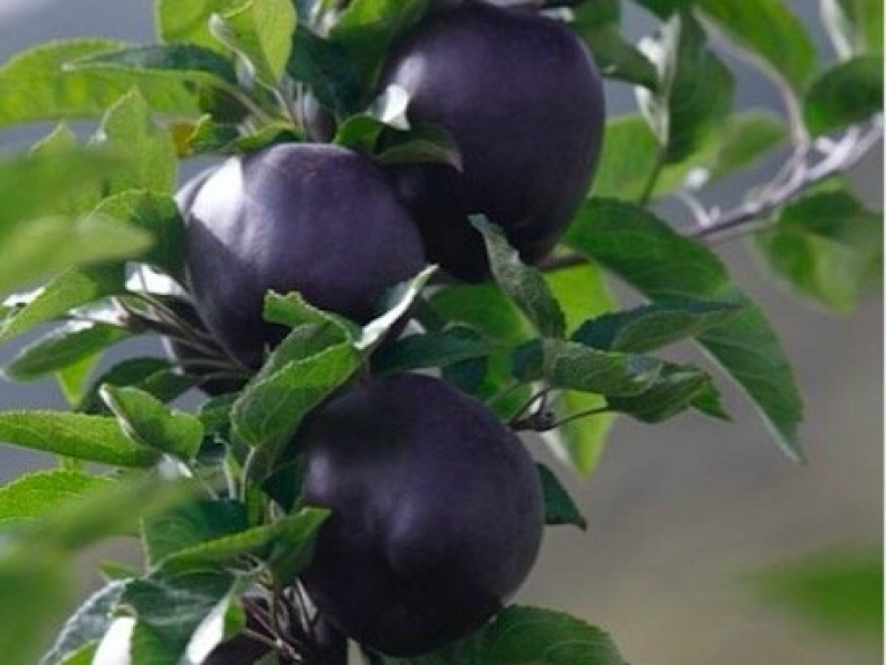 แอปเปิ้ลดำ สายพันธุ์ Black Diamond